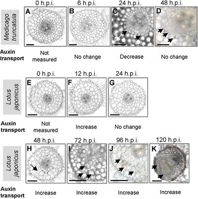 Acropetal Auxin Transport Inhibition Is Involved in Indeterminate But Not Determinate Nodule Formation